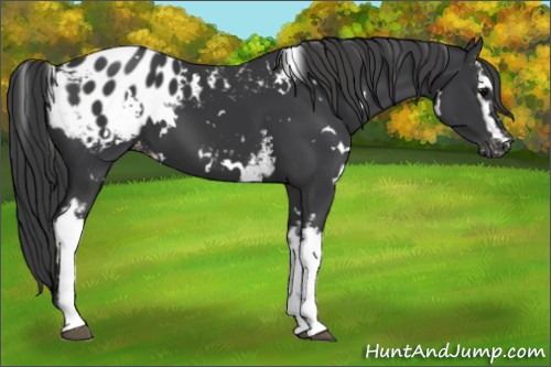 Horse Color:White Spotted Black Blanket 