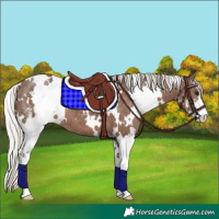 Horse Color:White Spotted Silver Black Sabino 