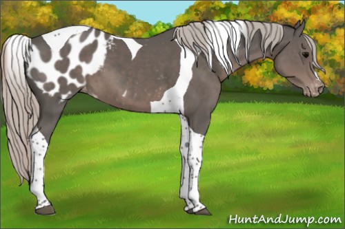 Horse Color:Silver Black Tobiano Appaloosa 