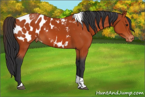 Horse Color:Brown Tobiano Appaloosa 