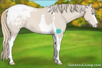 Horse Color:White Spotted Smoky Creme Tobiano Snowcap 