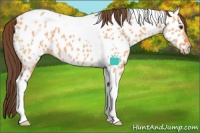 Horse Color:Bay Dun Tobiano Near Leopard 