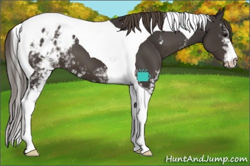 Horse Color:White Spotted Smoky Black Tobiano Appaloosa 