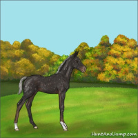 Horse Color:Liver Chestnut Mushroom Appaloosa 