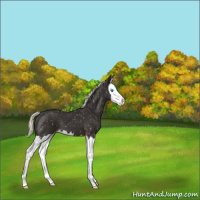 Horse Color:Liver Chestnut Mushroom Splash Appaloosa 
