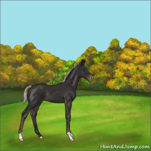 Horse Color:Liver Chestnut Mushroom Varnish