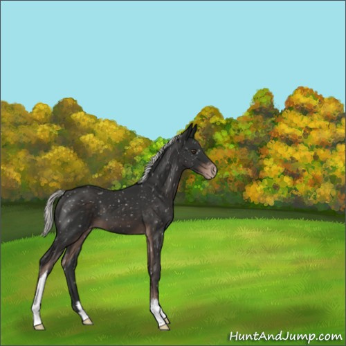 Horse Color:Liver Chestnut Mushroom Snowflake Varnish