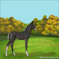 Horse Color:Liver Chestnut Mushroom Snowflake Varnish