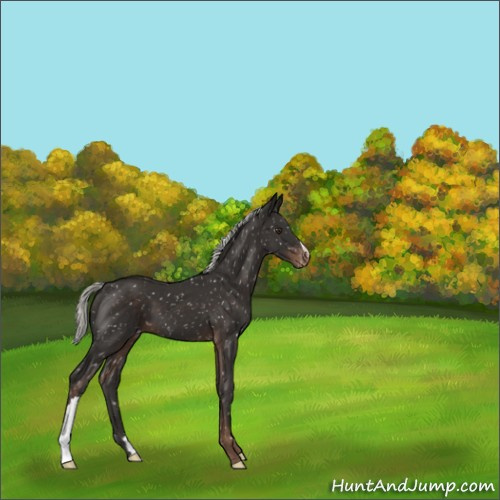Horse Color:Liver Chestnut Mushroom Appaloosa 