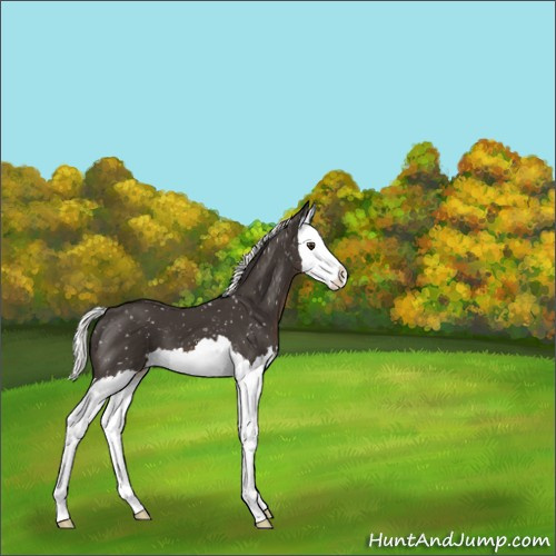 Horse Color:Liver Chestnut Mushroom Splash Snowflake Varnish