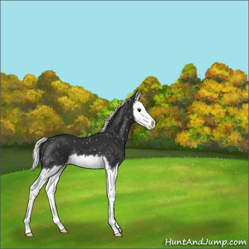 Horse Color:Liver Chestnut Mushroom Splash Appaloosa 
