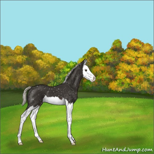 Horse Color:Liver Chestnut Mushroom Splash Appaloosa 