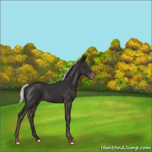 Horse Color:Liver Chestnut Mushroom Appaloosa