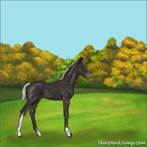 Horse Color:Liver Chestnut Mushroom Snowflake Varnish