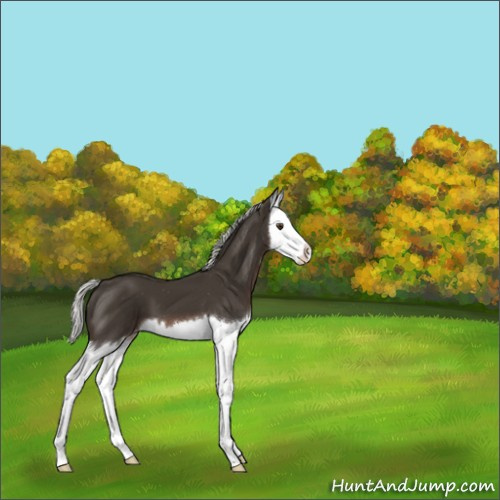 Horse Color:Liver Chestnut Mushroom Splash Appaloosa
