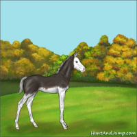 Horse Color:Liver Chestnut Mushroom Splash Appaloosa 