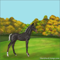 Horse Color:Liver Chestnut Mushroom Snowflake Varnish