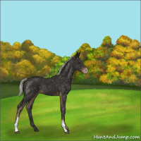 Horse Color:Liver Chestnut Mushroom Appaloosa 