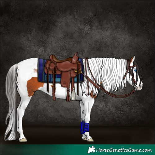 Horse Color:Bay Splash Tobiano 