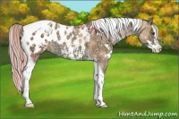Horse Color:White Spotted Palomino Ice Dun Splash Tobiano Appaloosa 