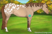 Horse Color:Red Dun Appaloosa 