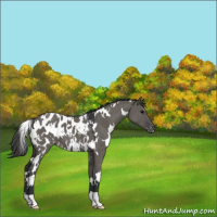 Horse Color:White Spotted Grullo Appaloosa 