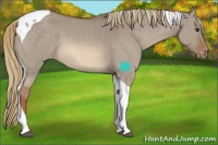 Horse Color:Red Dun Tobiano Varnish