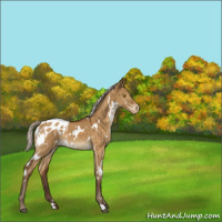 Horse Color:White Spotted Silver Buckskin Dun Mushroom Appaloosa 