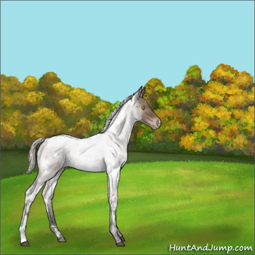 Horse Color:White Spotted Silver Brown Dun Mushroom Appaloosa