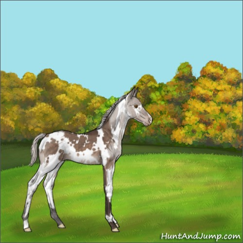Horse Color:White Spotted Silver Brown Dun Mushroom Varnish 