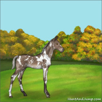 Horse Color:White Spotted Silver Brown Dun Mushroom 