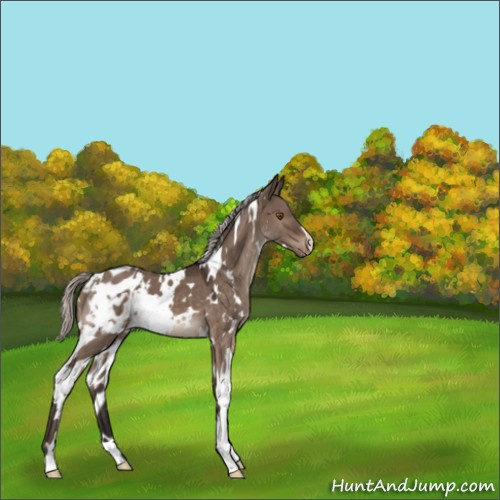Horse Color:White Spotted Silver Brown Dun Mushroom Varnish 
