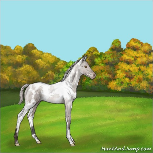 Horse Color:White Spotted Silver Brown Dun Mushroom Varnish