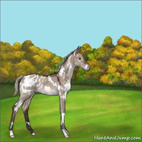 Horse Color:White Spotted Silver Brown Dun Mushroom Appaloosa 