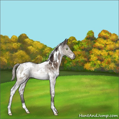 Horse Color:White Spotted Silver Brown Dun Mushroom Brindle 