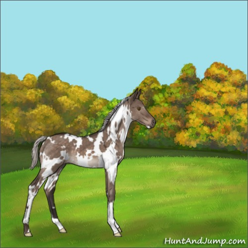 Horse Color:White Spotted Silver Brown Dun Mushroom 
