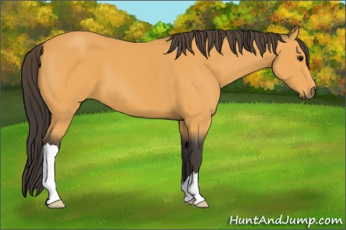 Horse Color:Buckskin