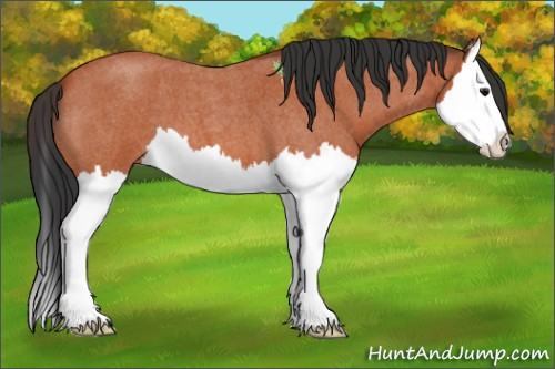 Horse Color:Bay Roan Splash