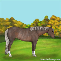 Horse Color:Silver Black Rabicano 