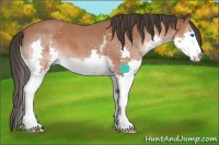 Horse Color:White Spotted Bay Sabino Splash 