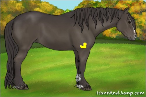 Horse Color:Smoky Black Sabino