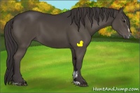 Horse Color:Smoky Black Sabino