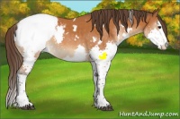 Horse Color:White Spotted Buckskin Splash Snowcap Rabicano 