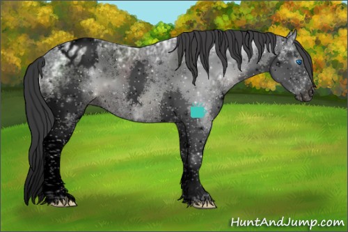 Horse Color:Void White Spotted Black Ice Splash Appaloosa 