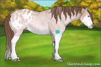 Horse Color:White Spotted Amber Cream Champagne Ice Splash Appaloosa Rabicano 