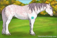 Horse Color:Watercolor Sable Cream Champagne Ice Sabino Splash Appaloosa Rabicano 