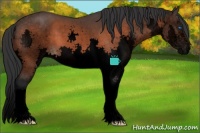 Horse Color:Void Brown Sabino Splash