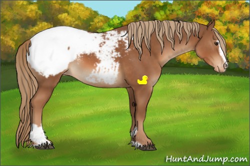 Horse Color:Chestnut Sabino Appaloosa