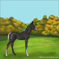 Horse Color:Liver Chestnut Mushroom 