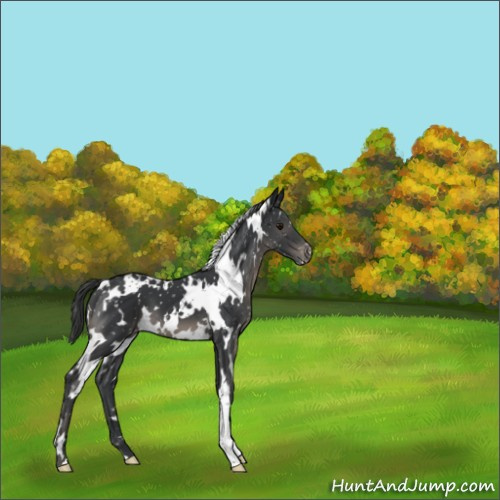 Horse Color:White Spotted Black Mushroom Snowflake Varnish